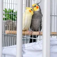 یک جفت عروس هلندی سرحال
