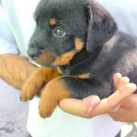 ارتش تک نفره توله روت امریکایی