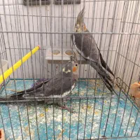 عروس هلندی|پرنده|میانه, |دیوار