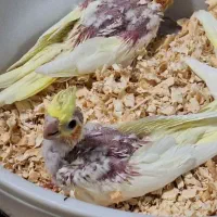 جوجه عروس هلندی