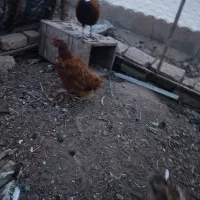 فروش سه عدد مرغ محلی وبوقلمون