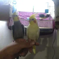 عروس هلندی جفت مولد تخم گذار و سخنگو واضح و کامل