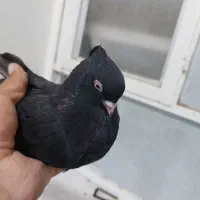 کبوتر زاغ