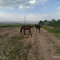 دوعدد اسب