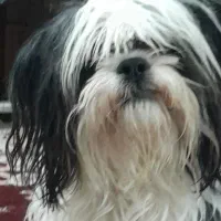 گم شده