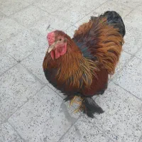 برهما پاتریچ