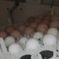 تعداد ۱۵عدد تخم نطفه دار چهل خروس مینیاتوری