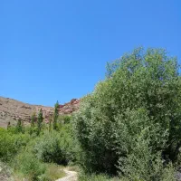 بیده کوبیده یونجه