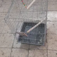 قفس کاسکو یا طوطی