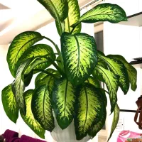 گل خانگی طبیعی