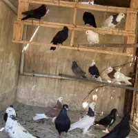 طوقی|پرنده|اصفهان, خواجو|دیوار