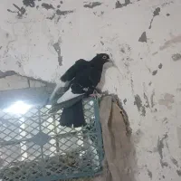کبوتر رنگی گرفتنی ناشی خوشکل|پرنده|اهواز, کمپلو جنوبی|دیوار