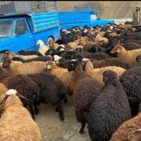 گوسفند کشتاری بره نر جوان زنده مناسب برای قربانی|حیوانات مزرعه|تهران, فرمانیه|دیوار