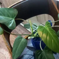 قلمه جوانه برگ انجیری،بامبوخاکی،..|گل و گیاه طبیعی|تهران, ابوذر|دیوار