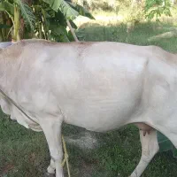 گاو ماده شیری دورگه