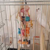 فروش عروس هلندی