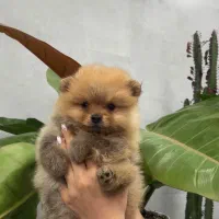 سگ پامرانین خرسی عروسکی