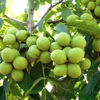 گردو چندلر و...ویژه سالم نهال|خدمات باغبانی و درختکاری|سپیدان, |دیوار