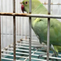 طوطی ملنگو|پرنده|تهران, دستغیب|دیوار