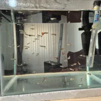 اکواریوم شیشه خم همراه ماهی ولوازم