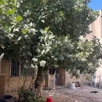 خانه حیاط دار ۲۳۵ متر|اجارهٔ خانه و ویلا|تهران, امین حضور|دیوار