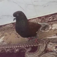 کبوتر