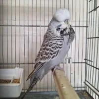 فروشگاه مرغ عشق انگلیسی