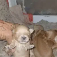 شیدزو|سگ|سبزوار, میدان بار|دیوار