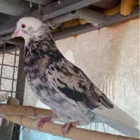 هشتاد جفت کبوترپرشی