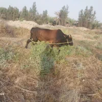 گاو نر