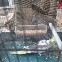 عروس هلندی ابلق|پرنده|پیر بکران, |دیوار