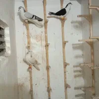 کفتر کبوتر رنگه|پرنده|مشهد, قائم|دیوار