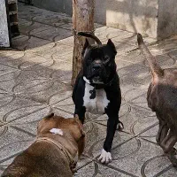 واگذاری سگ میکس داگو و امریکن بولی|سگ|پاکدشت, پاکدشت (مامازند)|دیوار