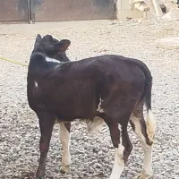 گاو یا گوساله ماده چالوسی