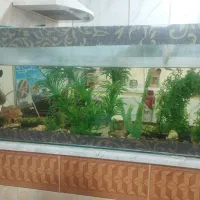 آکواریوم و ماهی