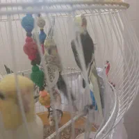 معاوضه عروس هلندی ماده با حیوانات مزرعه|پرنده|توتکابن, |دیوار