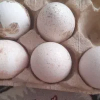 تخم بوقلمون نطفه دار