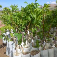 ریشه انگورخارجی  و گردو و  بادام