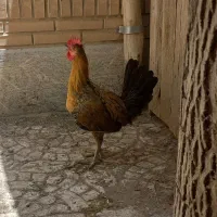 خروس جوان
