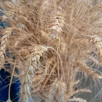 جو بذری پلمپ اداره کشاورزی