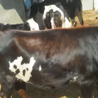 گاو شیری شکم دوم 20 روز مانده|حیوانات مزرعه|خواجه, |دیوار