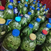 خیارشور ترد و خوشمزه