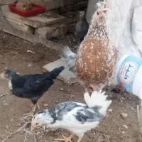 مرغ و خروس و جوجه