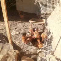 مرغ و خروس فروشی|حیوانات مزرعه|شازند, |دیوار