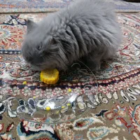 واگذاری  گربه بریتیش نر ۴ماهه|گربه|میبد, |دیوار