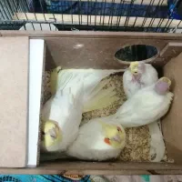 یه جفت عروس هلندی و دو جوجه ویک نر تک
