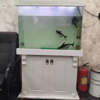 آکواریوم ممبران شیشه خم با ماهی معاوضه با