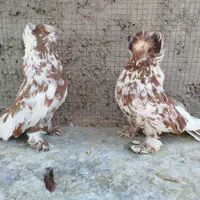 کبوتر بخارا|پرنده|اصفهان, ارغوانیه|دیوار