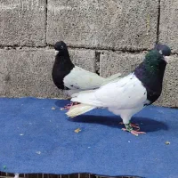 کبوتر|پرنده|دزفول, |دیوار