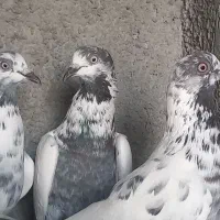 کبوتر نژاد پاکستانی و کاشانی